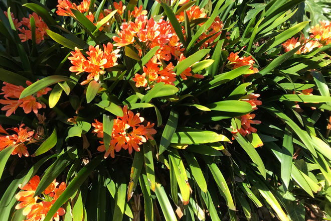 Blumen in meinem Garten