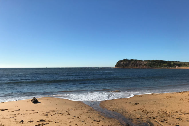 Erschöpfter Seelöwe am Strand von Collaroy